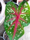 CaladiumÃ¢â¬â¹ bicolorÃ¢â¬â¹ PlantsÃ¢â¬â¹ Royalty Free Stock Photo